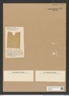 Denticella armata (Lend-Fortm.) (de-Toni-Nr.: Genus 125, Species 3520) Zeichnungen Sammlung Grunow Nr. 7012 (NHMW-BOT-W0375926)